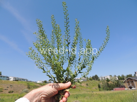 pepperweed, field